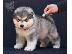 PoulaTo: Κουτάβια malamute της Αλάσκας